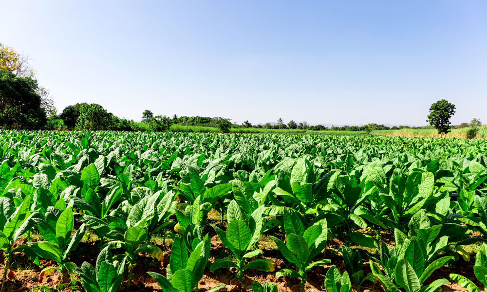 Zimbabwe’s THI Insurance to use Agilis insurance solution
