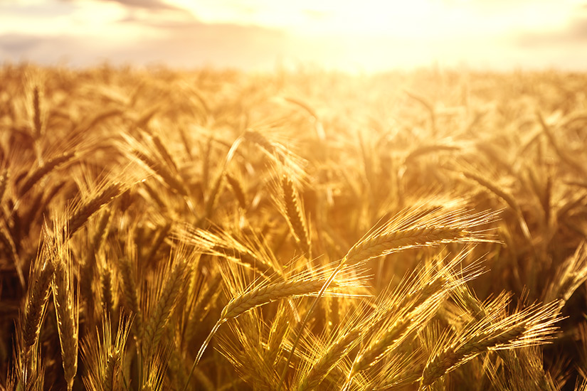 Why agriculture is the first frontier of African innovation