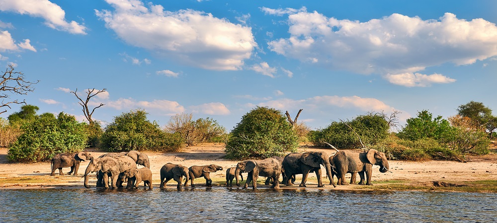 Dell Technologies aids Elephants Alive conservation efforts in South Africa