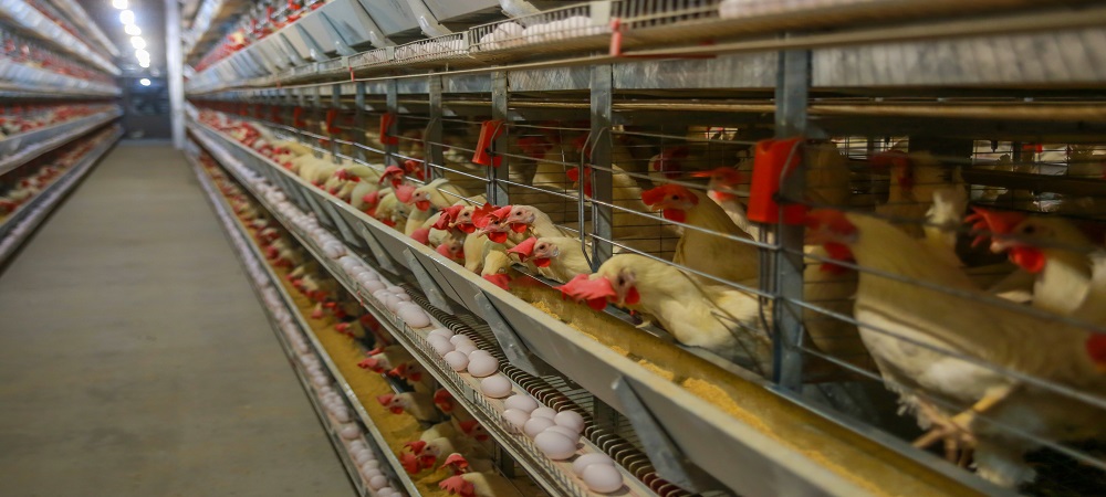 Omniolytics selects IBM Cloud and IBM Watson to help African poultry farmers