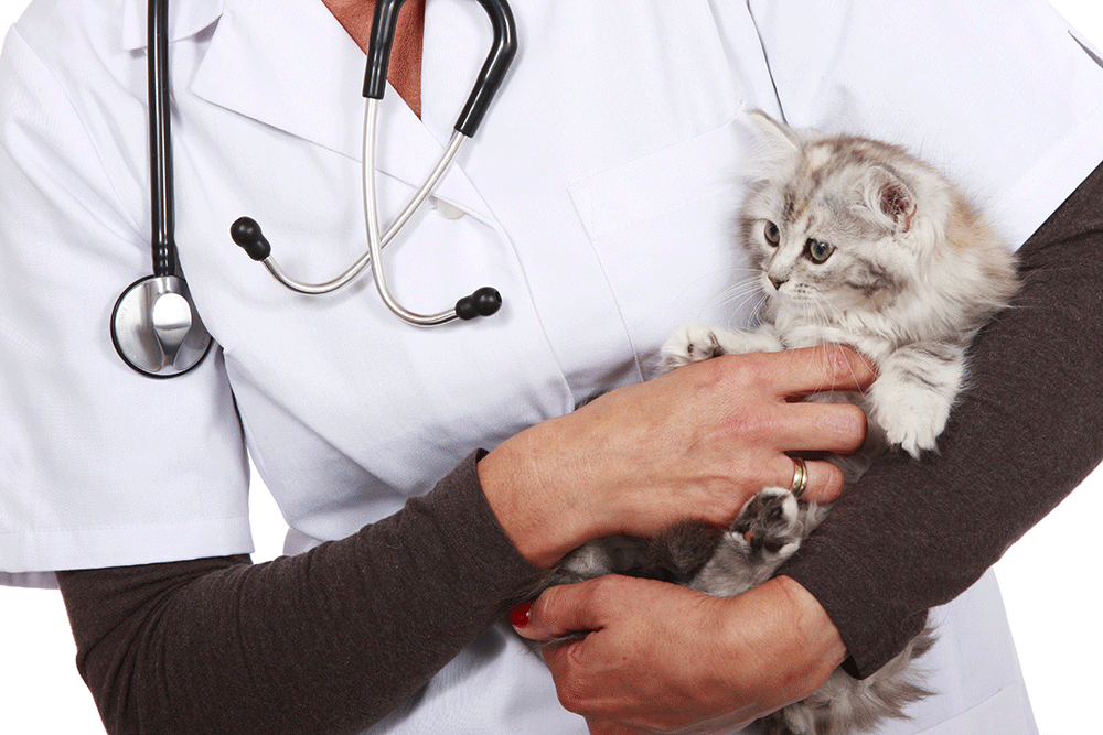 Vet CX awards contact centre contract to MaxContact