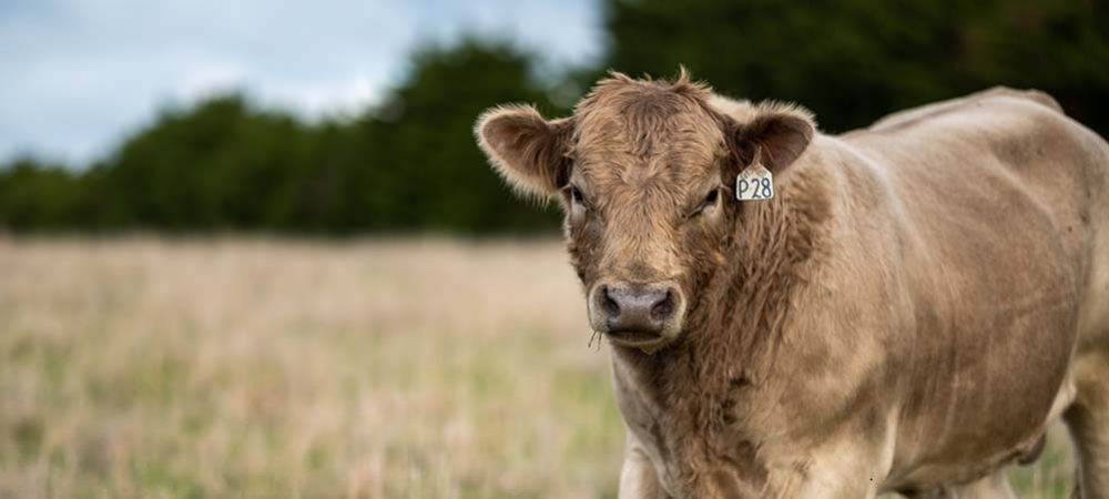 Inmarsat connects cattle farmers with reliable connectivity solution