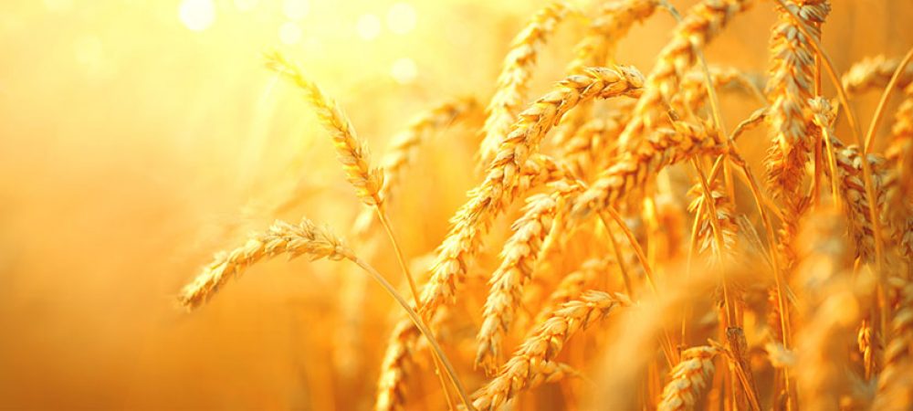 Golden Harvest connects with John Deere Operations Center for farmer-focused data integration