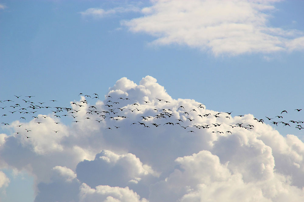 Five steps to successful and confident cloud migration, even in a pandemic