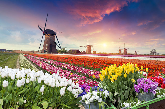 The Netherlands is leading the digital pack – But can it stay there