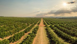 Digital Transformation in Brazilian agribusiness: How Luft Logistics’ Agrega Agro is leading the way