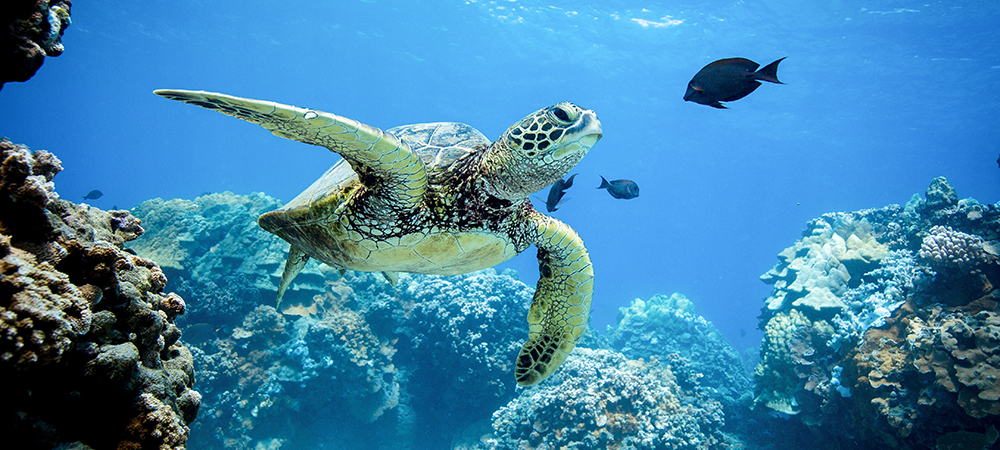 SAS seeks crowd-driven AI to protect endangered sea turtles in Galapagos